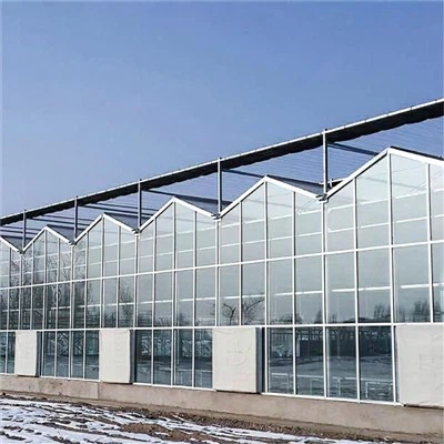 Tŷ gwydr math venlo aml -rhychwant